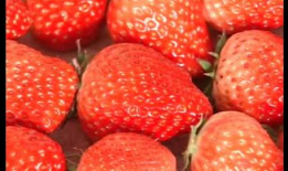 种草莓的视频,从播种到收获的视觉之旅