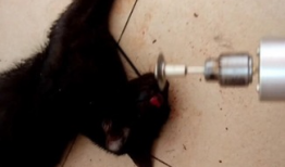 大阴户视频,探索神秘领域的真实面纱